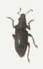 Sitona lineatus